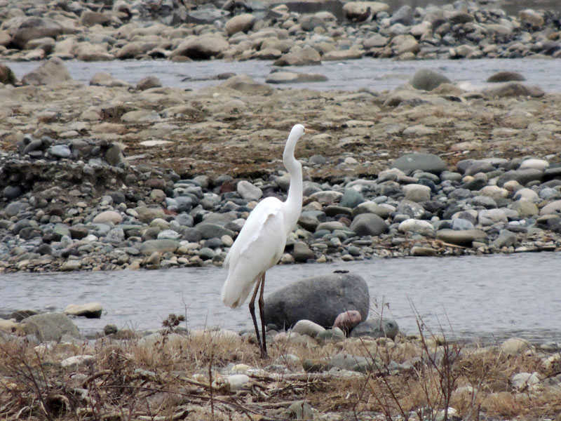 Цапля выбрала себе ПМЖ один из рукавов Тер-Тера. Цапля выбрала себе ПМЖ один из рукавов Тер-Тера.