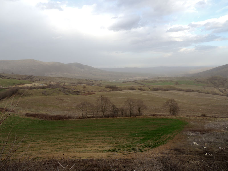 Поросль весенней пшеницы. Поросль весенней пшеницы.