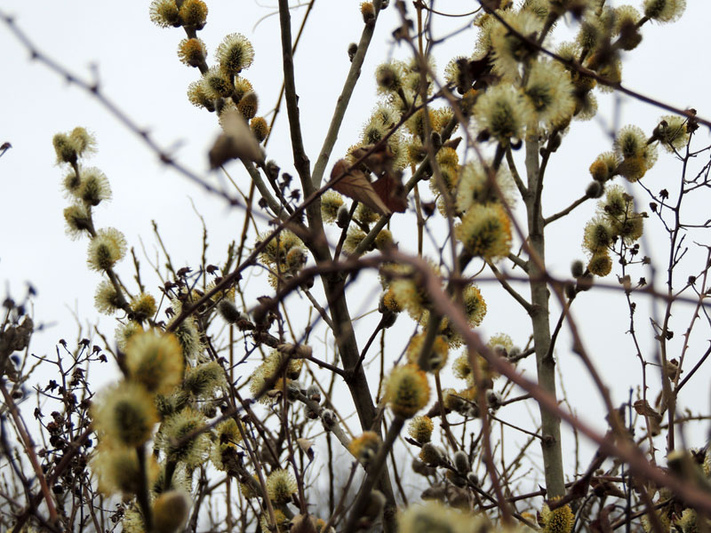 Ветки вербы. Ветки вербы.