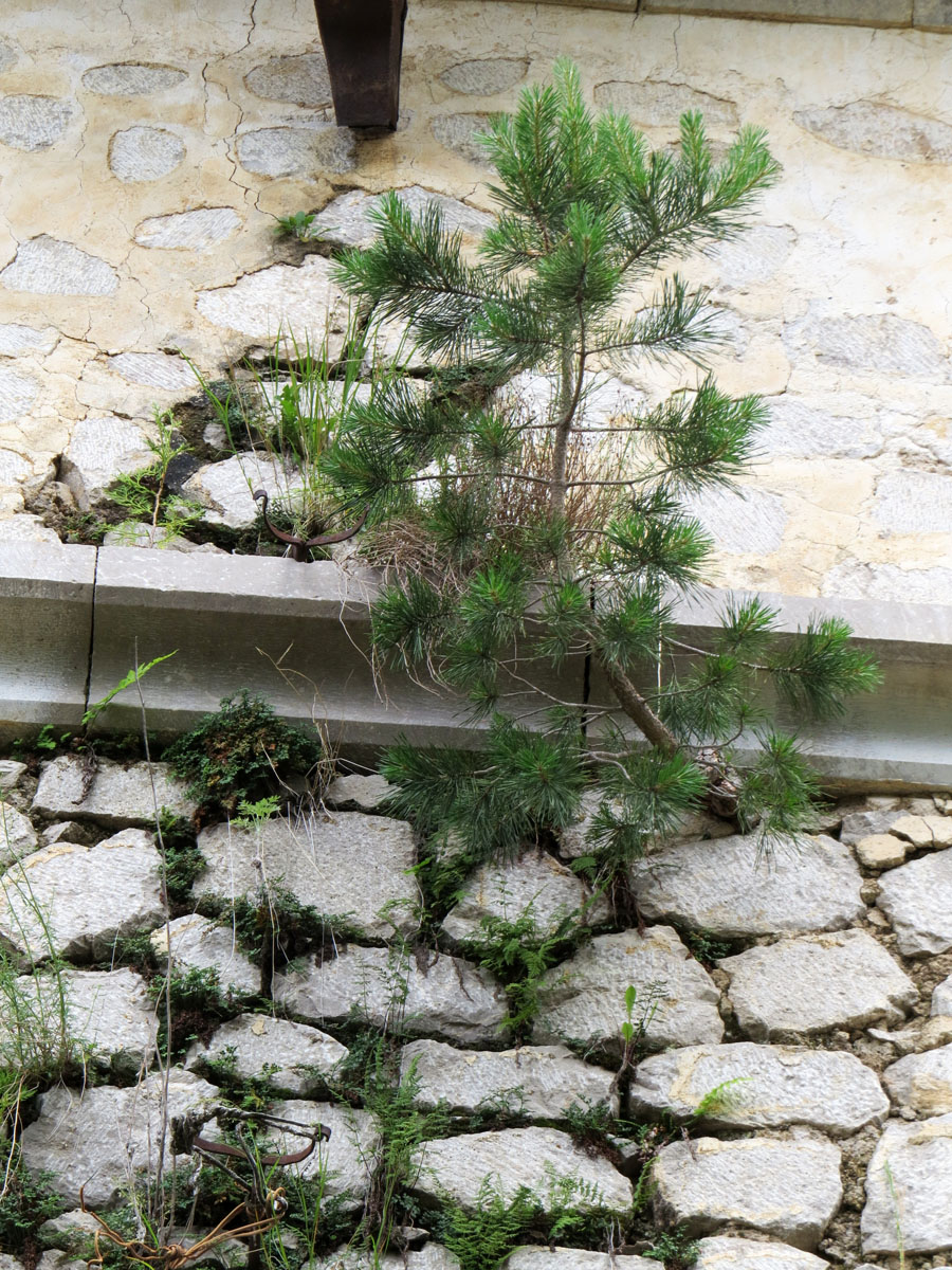 Это стена, на которой растёт ель. Расстояние от земли ок. 7м. Летние фотозарисовки. Это стена, на которой растёт ель. Расстояние от земли ок. 7м. Летние фотозарисовки.