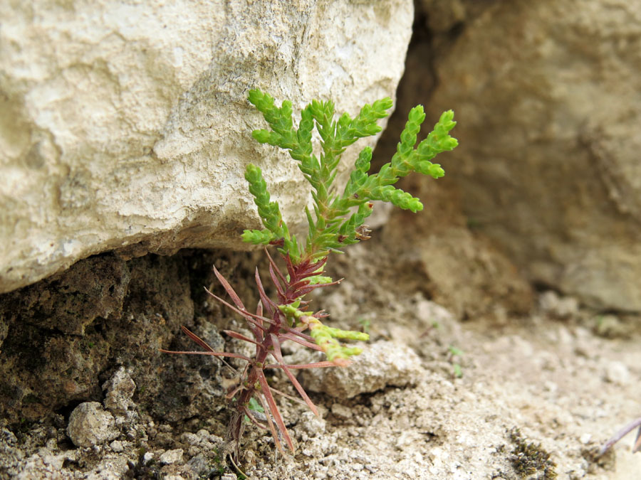 Росточек приютился... Летние фотозарисовки. Росточек приютился... Летние фотозарисовки.