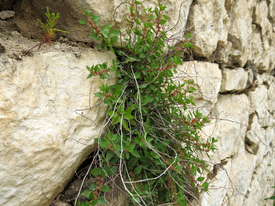 Это расстение крепкко обосновалось на своём месте. Летние фотозарисовки. Это расстение крепкко обосновалось на своём месте. Летние фотозарисовки.