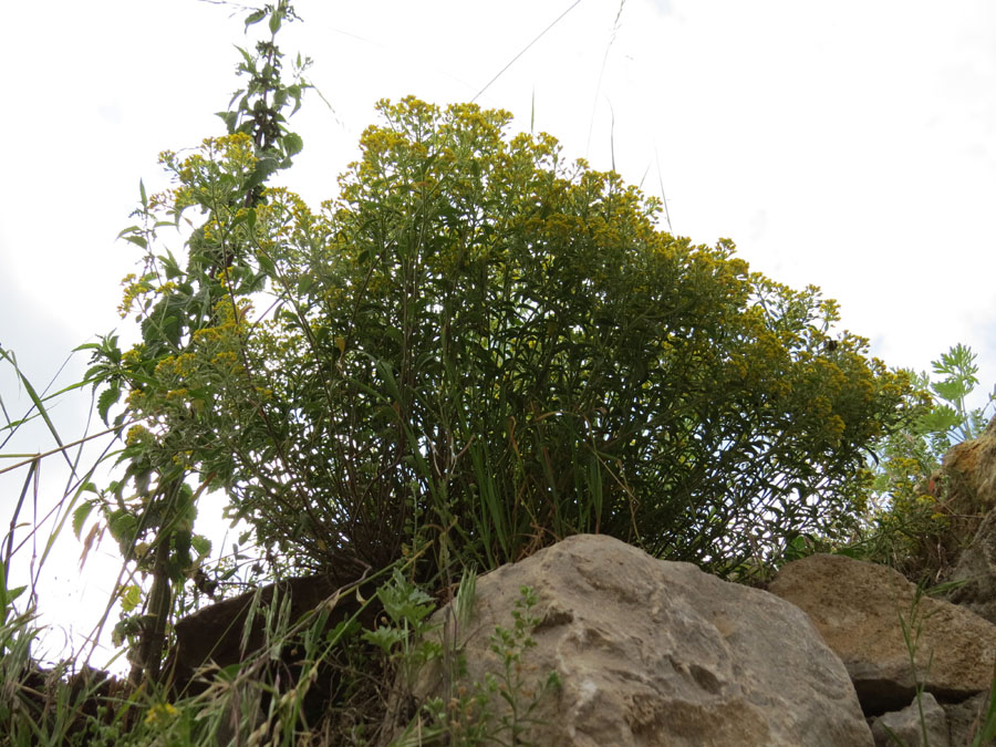 Жёлтые цветы нашли себе приют на каменном заборе. Летние фотозарисовки. Жёлтые цветы нашли себе приют на каменном заборе. Летние фотозарисовки.