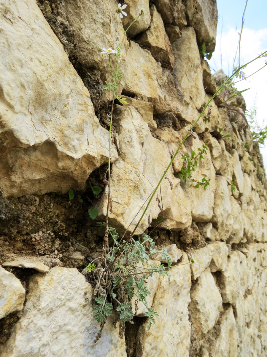 Небольшая ромашка нашла себе место... Летние фотозарисовки. Небольшая ромашка нашла себе место... Летние фотозарисовки.