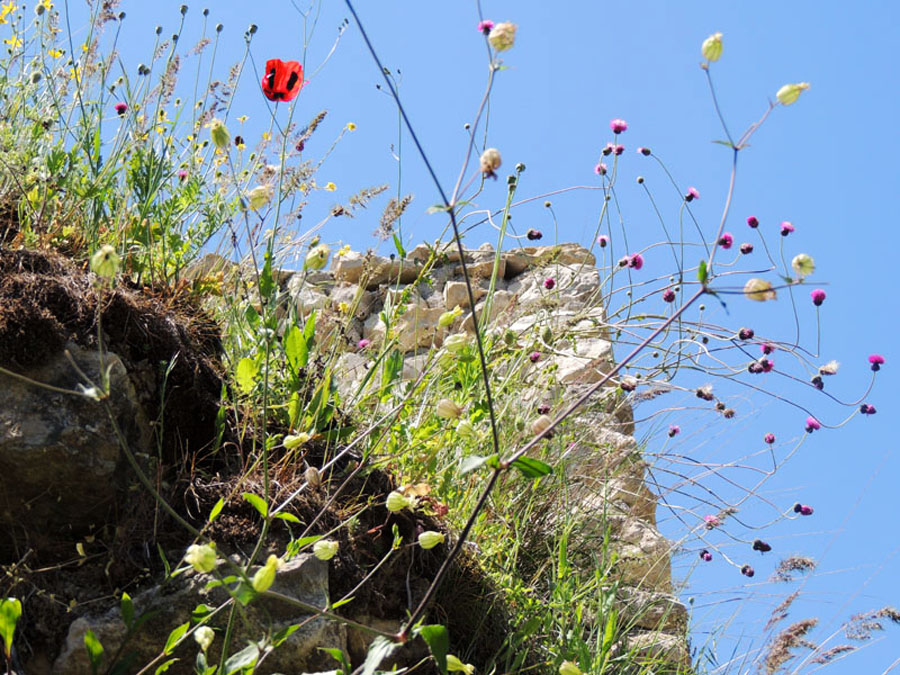 Мак на развалинах монастырской стены Амараса (4-6 вв.). Моё прошлогднее фото, просто в тему. Летние фотозарисовки. Мак на развалинах монастырской стены Амараса (4-6 вв.). Моё прошлогднее фото, просто в тему. Летние фотозарисовки.
