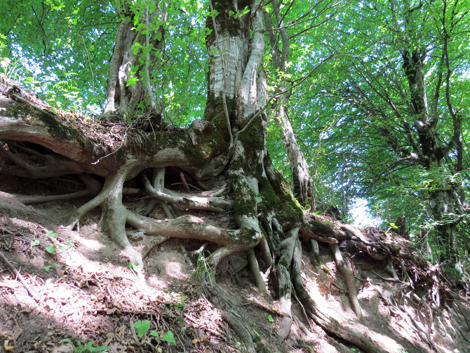 Причудливые корни деревьев. Причудливые корни деревьев.