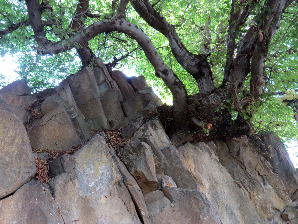 Причудливые корни деревьев - 4. Лес. с.Чапар Мардакертского района. Причудливые корни деревьев - 4. Лес. с.Чапар Мардакертского района.
