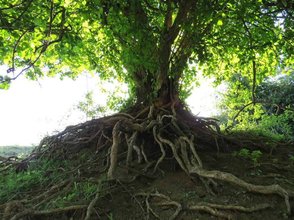 Причудливые корни деревьев - 9. Лес. с.Чапар Мардакертского района. Причудливые корни деревьев - 9. Лес. с.Чапар Мардакертского района.