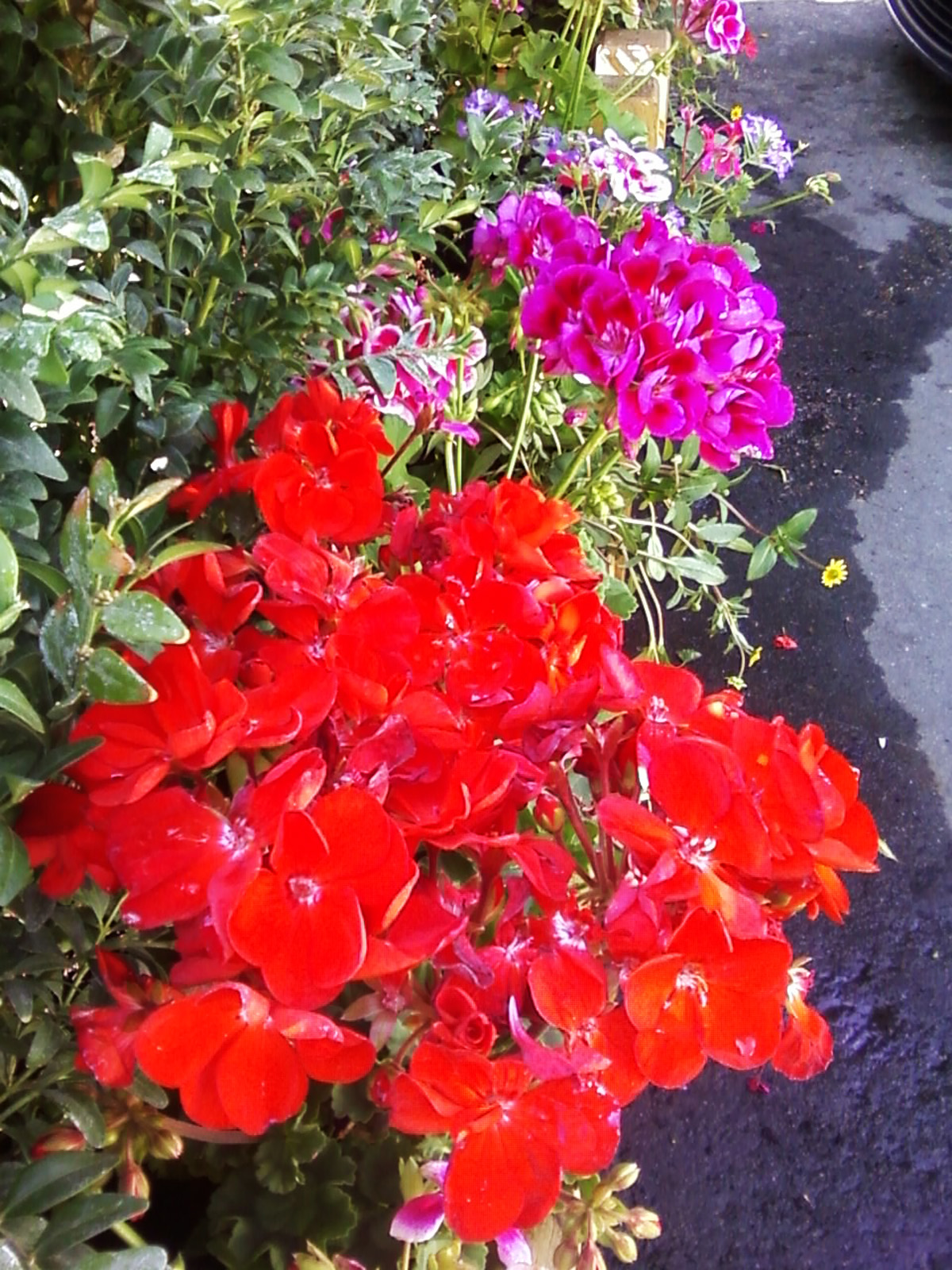 Цветы. Цветы.