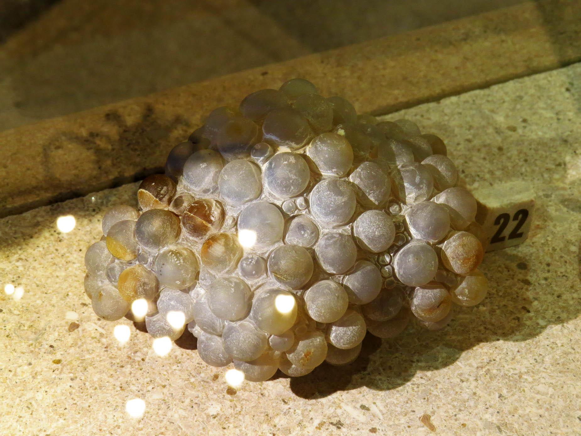 Разновидность кварца, называется Халцедоном. Разновидность Халцедона - Агат. Агат, похожий на гроздь винограда. Разновидность кварца, называется Халцедоном. Разновидность Халцедона - Агат. Агат, похожий на гроздь винограда.