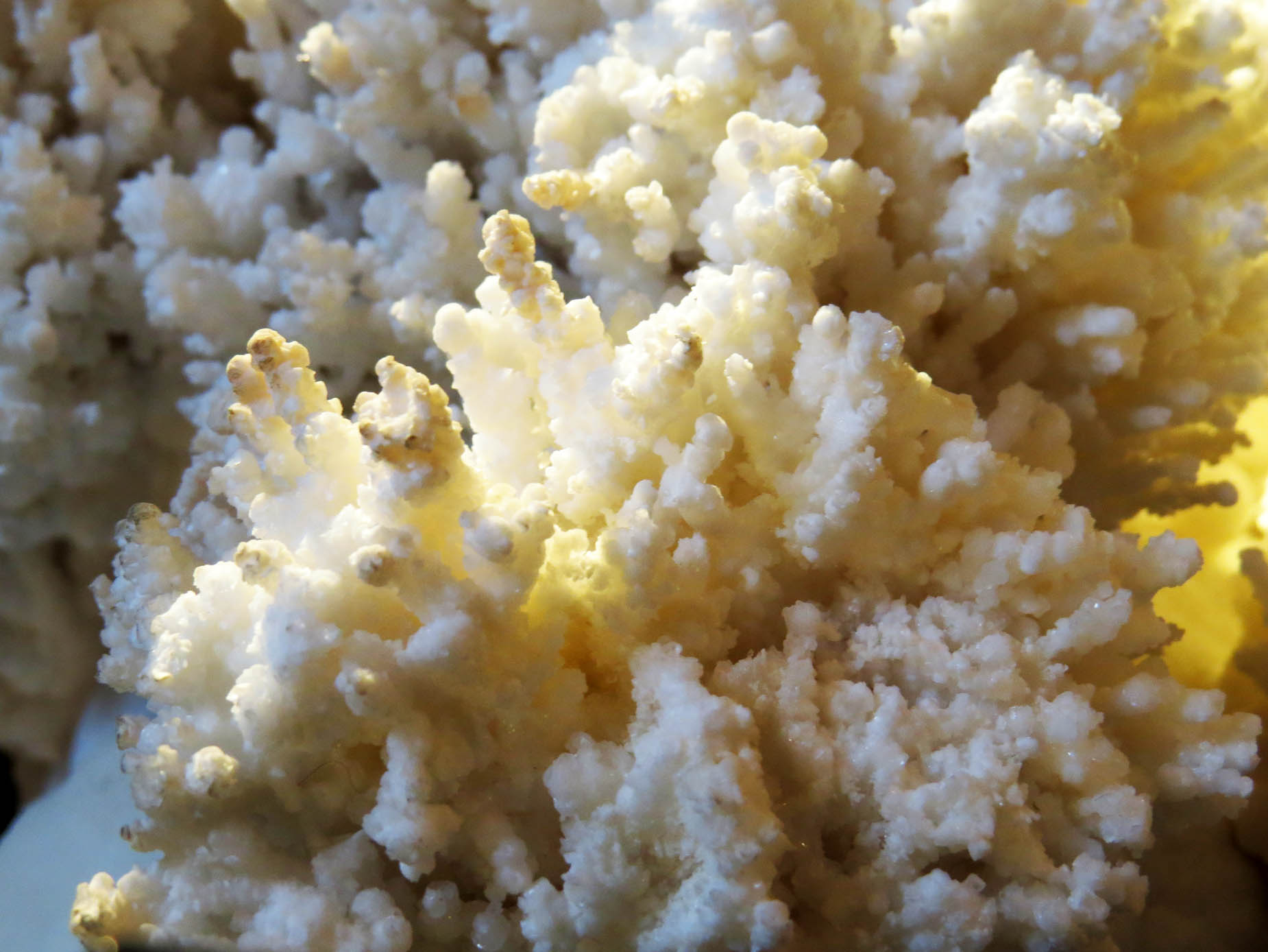 Экспонат геологического музея. Снято крупным планом макросъёмкой. Экспонат геологического музея. Снято крупным планом макросъёмкой.