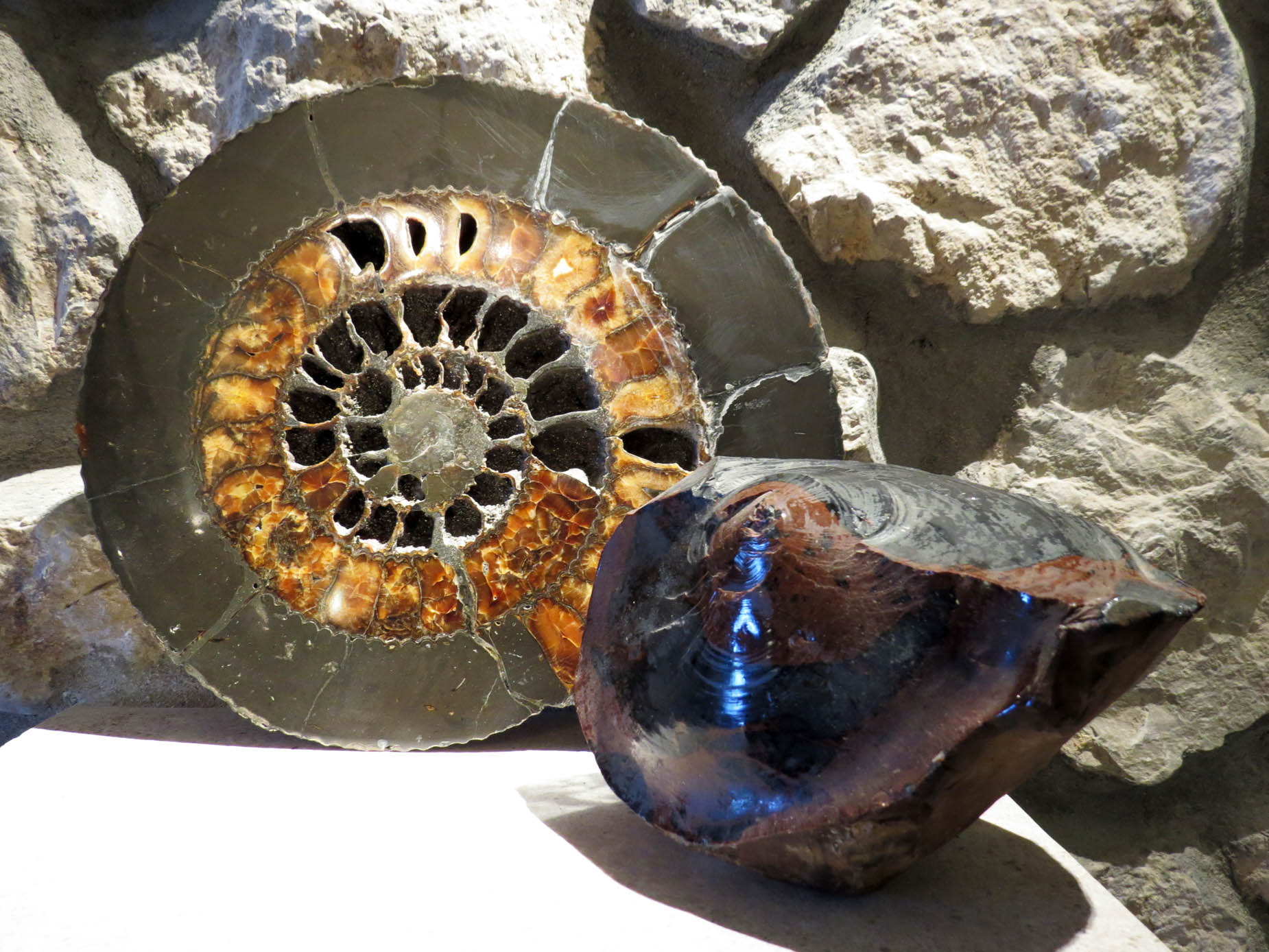 Экспонат геологического музея. Экспонат геологического музея.