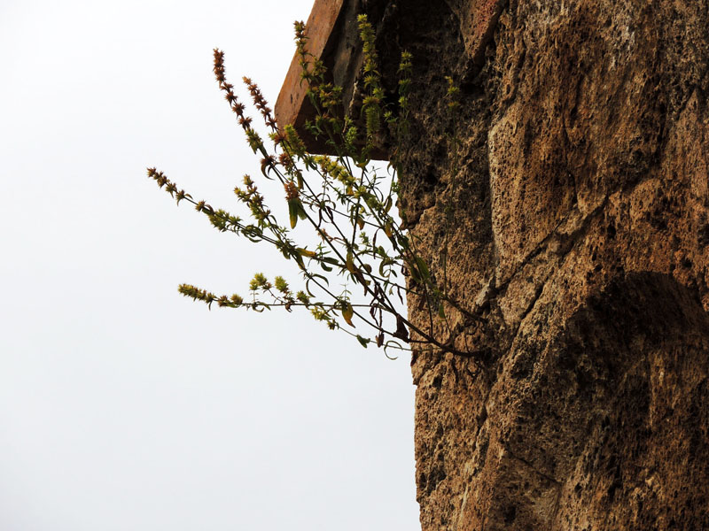 Кусок стены Дадиванка. Западная часть. Кусок стены Дадиванка. Западная часть.