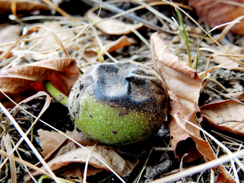 Поспевший орех с кожурой. Поспевший орех с кожурой.