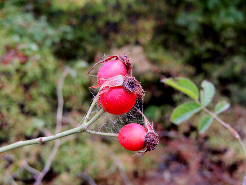 Шиповник с паутиной. Шиповник с паутиной.