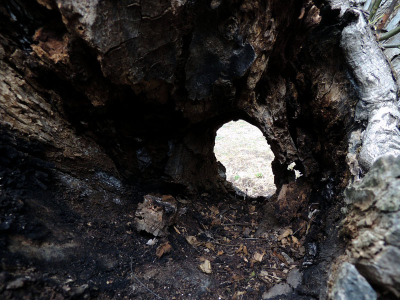 Сквозное дупло полусгоревшего дерева. Сквозное дупло полусгоревшего дерева.