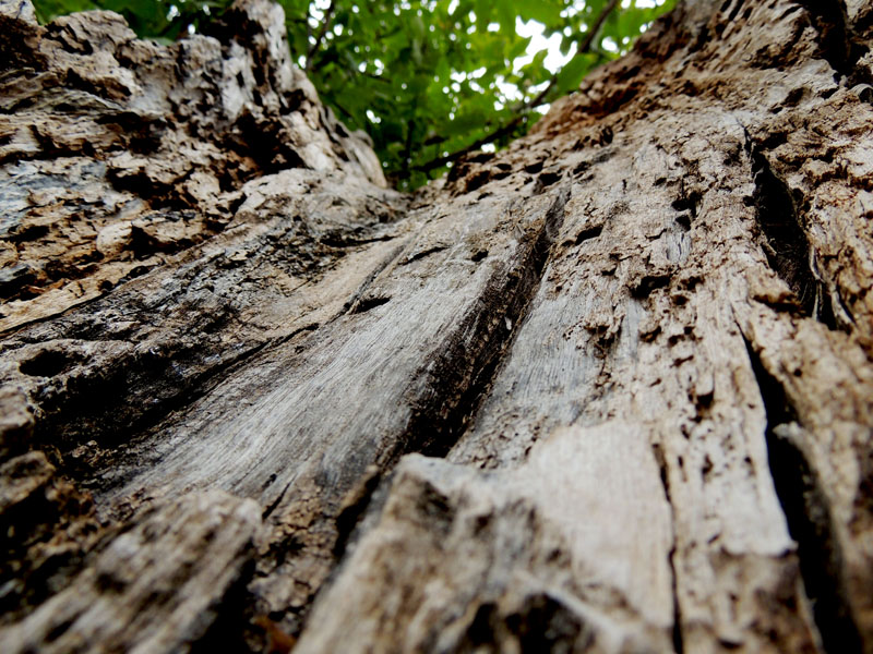Одна из внутренних сторон сгоревшего тутовника. Одна из внутренних сторон сгоревшего тутовника.