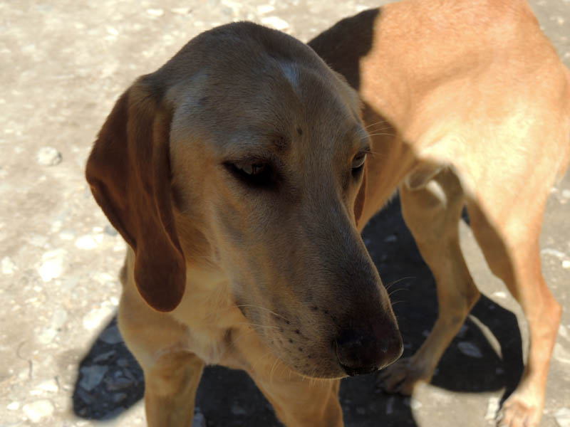 Охотничья собака. Охотничья собака.