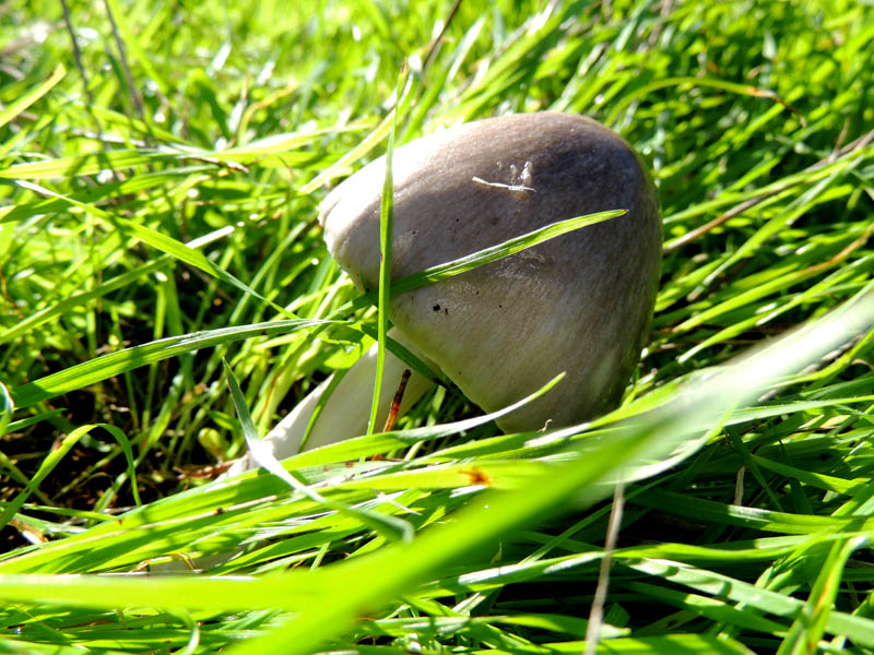 Гриб притаился в траве. Снято зумом. Гриб притаился в траве. Снято зумом.