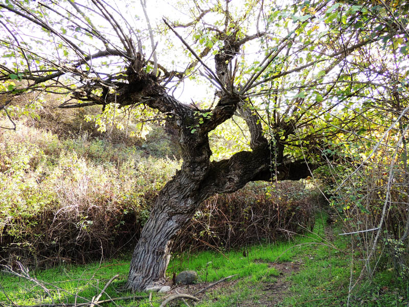 Тутове дерево. Тутове дерево.