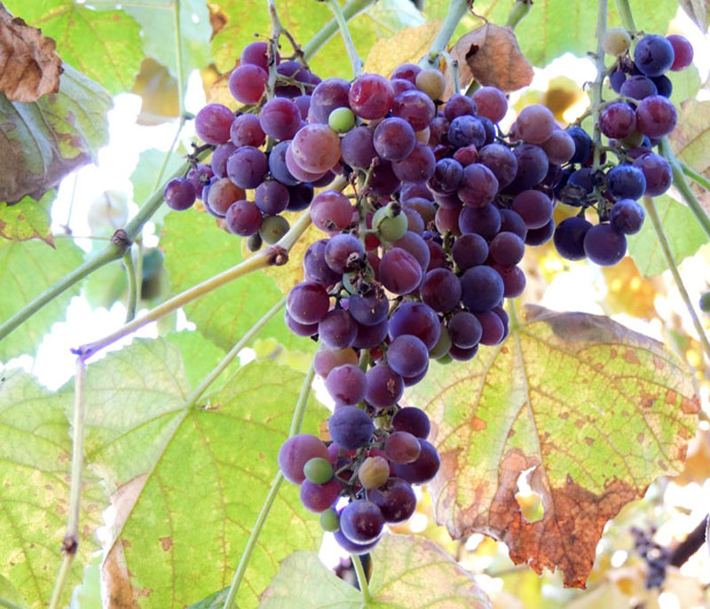 Забытая, замерзшая виноградная кисть. Забытая, замерзшая виноградная кисть.