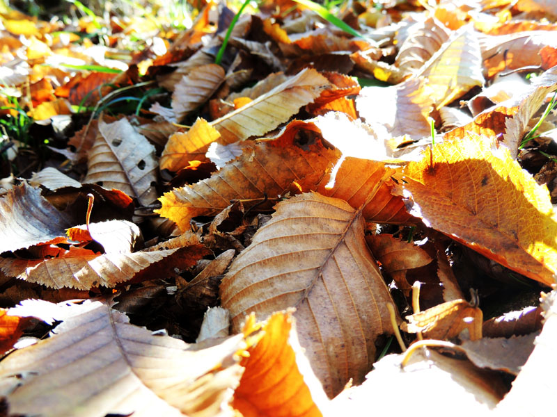 Листья крупным планом. Листья крупным планом.