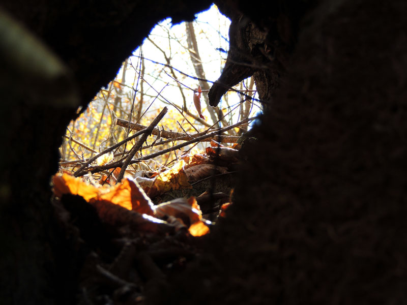 Дупло. Дупло.