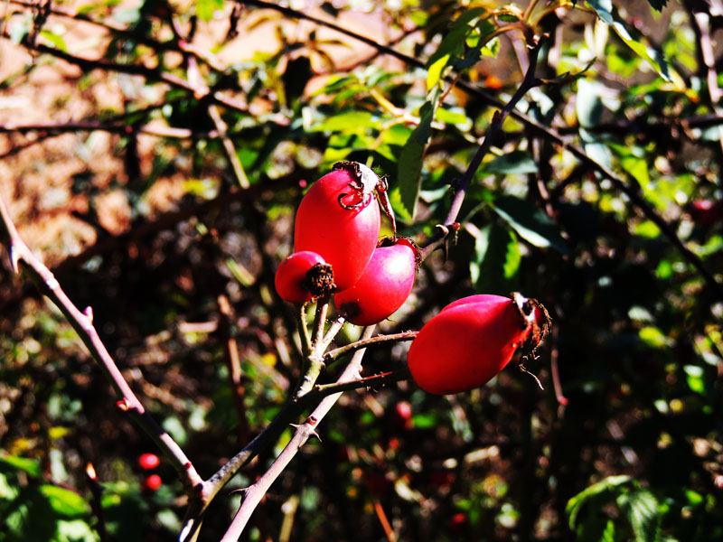 Шиповник. Шиповник.