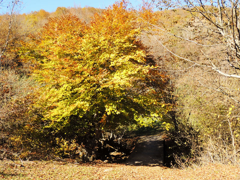 Небольшой железный мост через речку. Небольшой железный мост через речку.