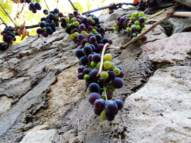 Виноград и стена. Виноград и стена.