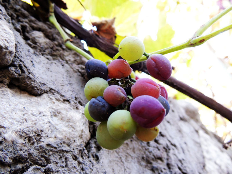 Разноцветная гроздь. Разноцветная гроздь.