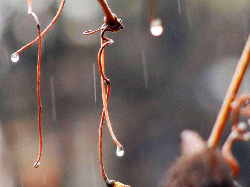 Капли. Капли.