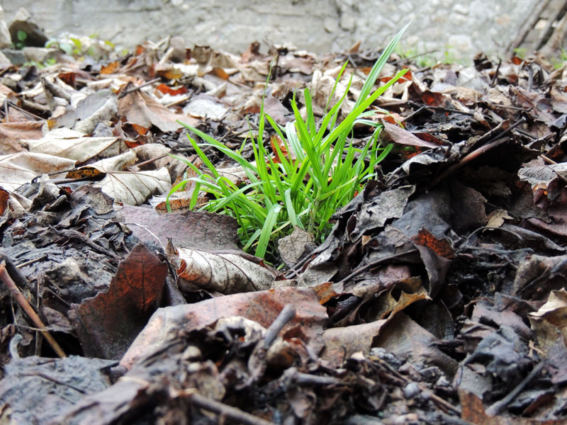 Зелёный Зелёный