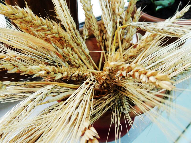 Пшеница в горшочке. Пшеница в горшочке.