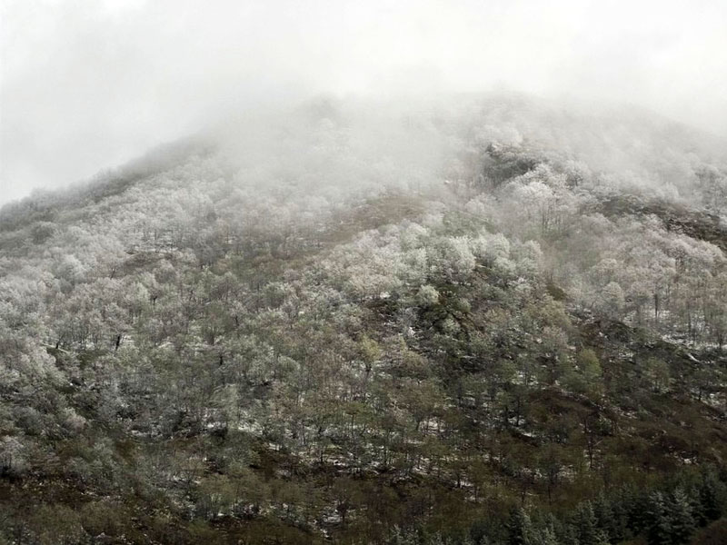 Слегка заснеженные кроны деревьев. Слегка заснеженные кроны деревьев.