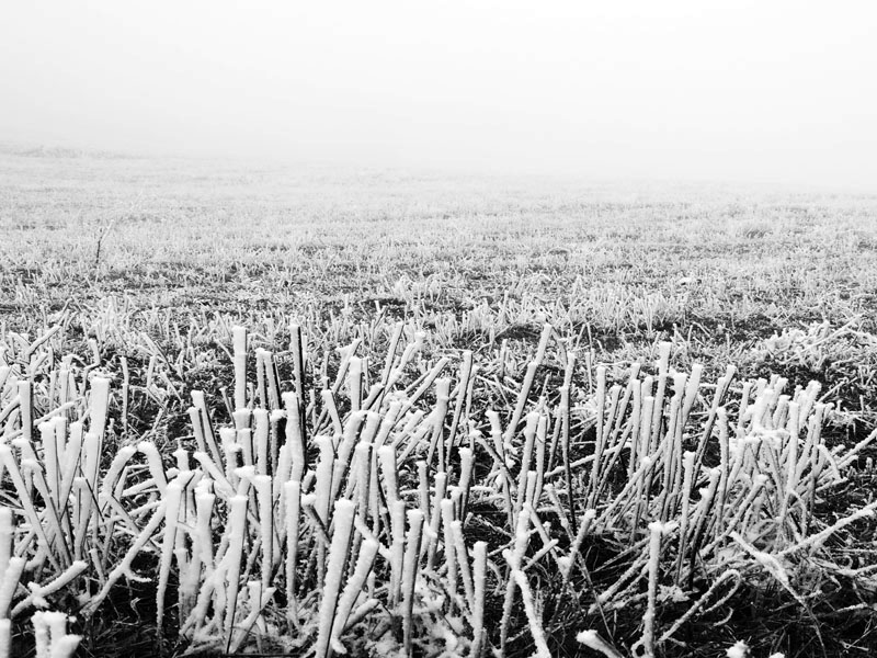 Фото 25. Черно-белый снимок. Макросъёмка. Фото 25. Черно-белый снимок. Макросъёмка.