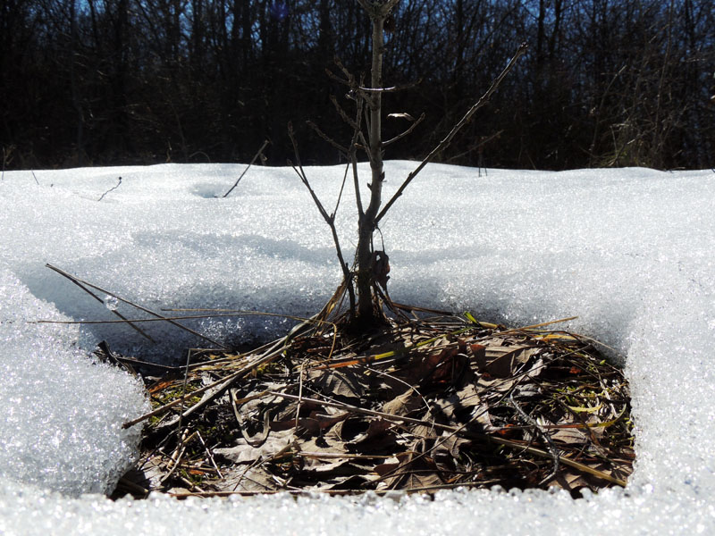 Островок. Островок.