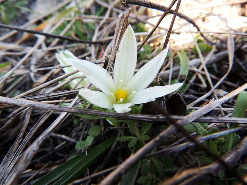 Подснежник. Подснежник.