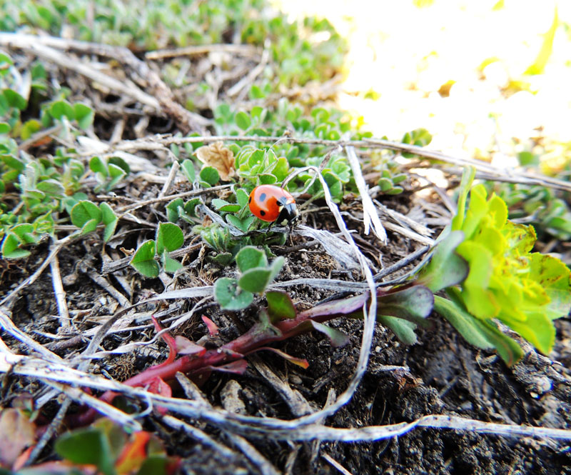 Божья коровка. Божья коровка.