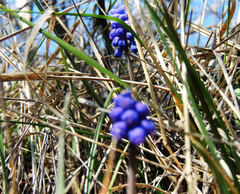 Колокольчики. Колокольчики.