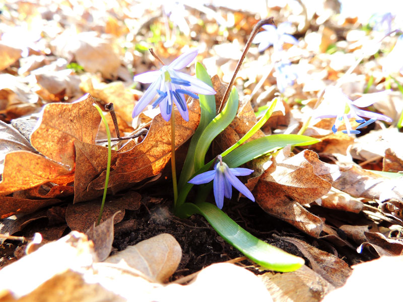 Среди жухлых листьев. Среди жухлых листьев.