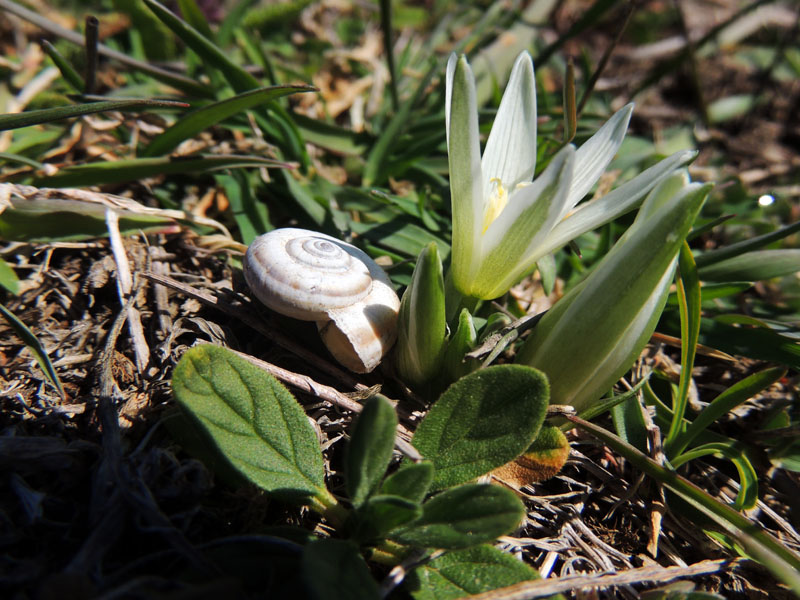 Улитка и подснежник. Улитка и подснежник.
