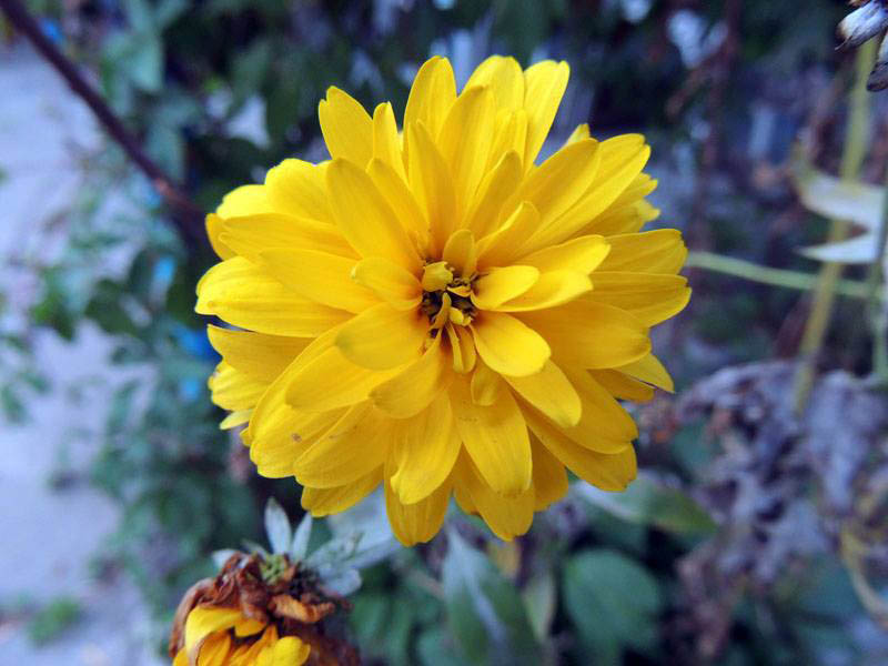 Желтая георгина. Желтая георгина.