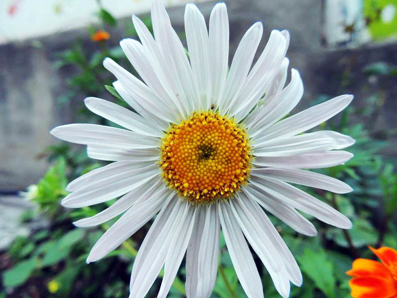 Ромашка. Ромашка.