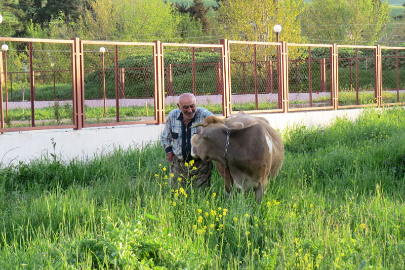 Корова, как верная собачка тянется к хозяину.