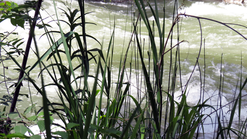 Июньские фотозарисовки. Июньские фотозарисовки.