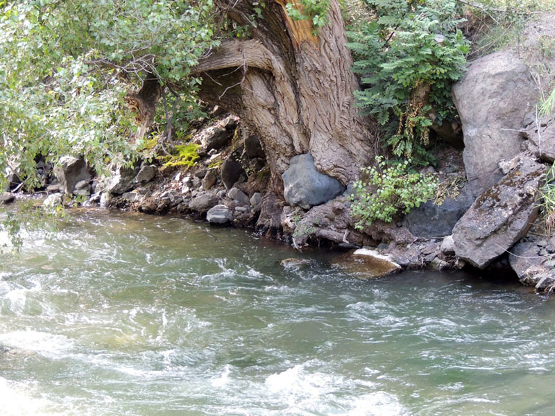 Это же дерево с валуном в "чреве". Фото двухгодичной давности. Это же дерево с валуном в "чреве". Фото двухгодичной давности.