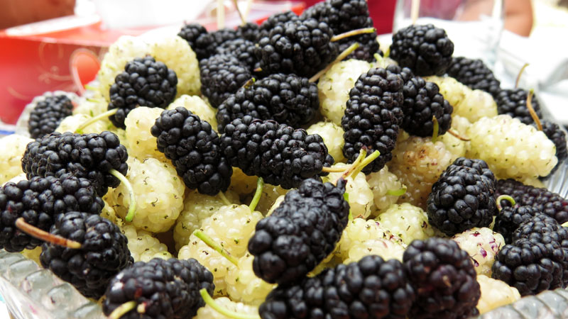 Плоды туты чёрные и белые. Плоды туты чёрные и белые.