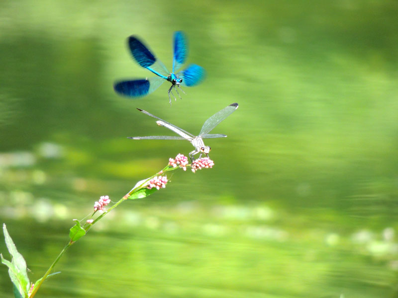 Стрекоза. Стрекоза.