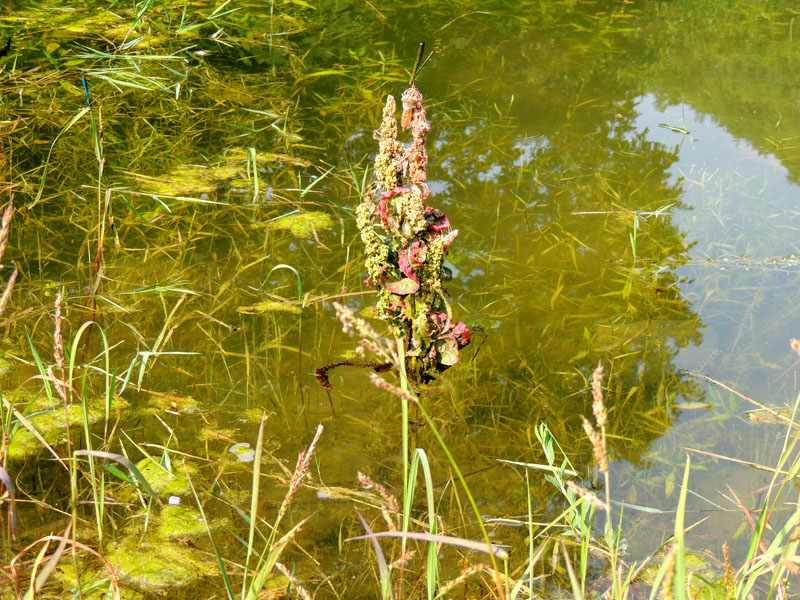 Цветок на пруду. Цветок на пруду.